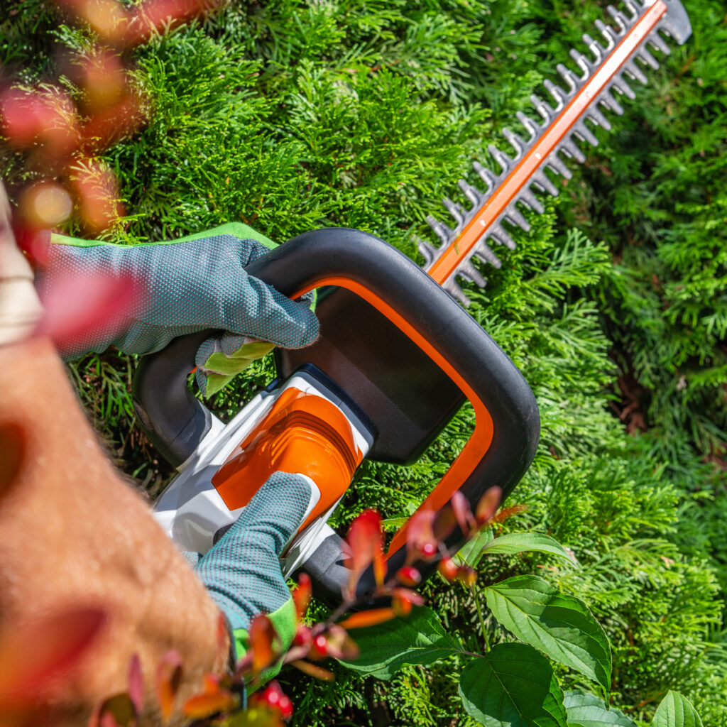 shaping thujas green wall using hedge trimmer close up